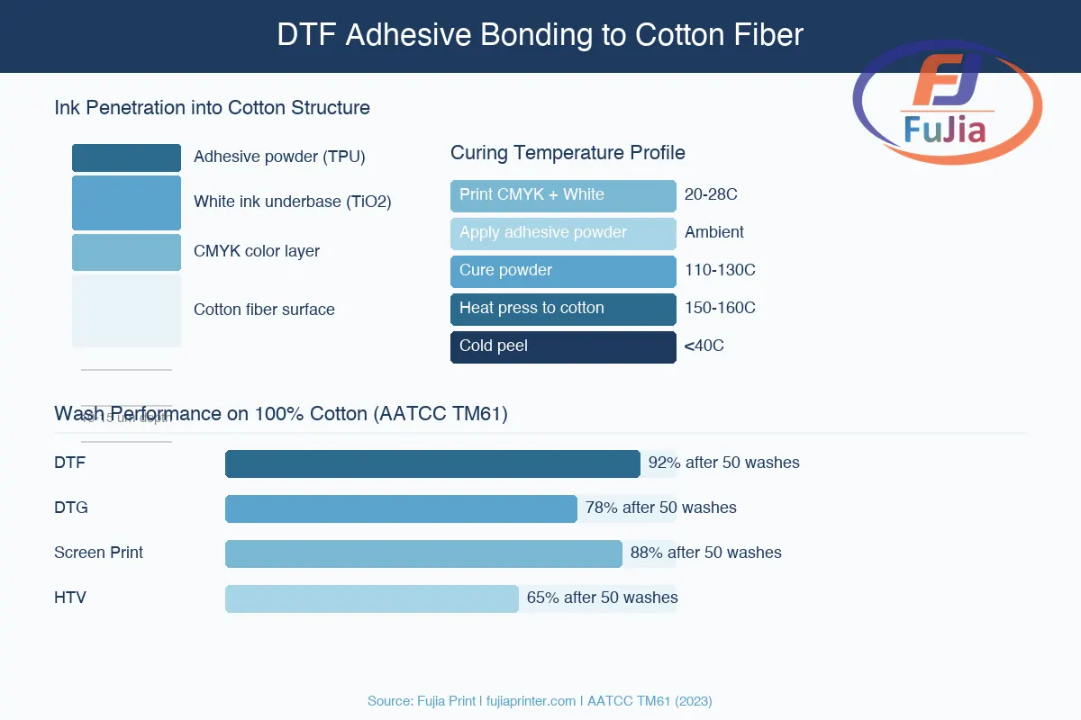 DTF printing process for cotton showing ink penetration and adhesive bonding